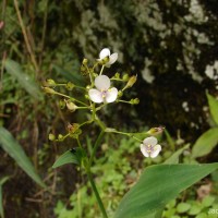 Murdannia zeylanica (C.B.Clarke) G.Brückn.